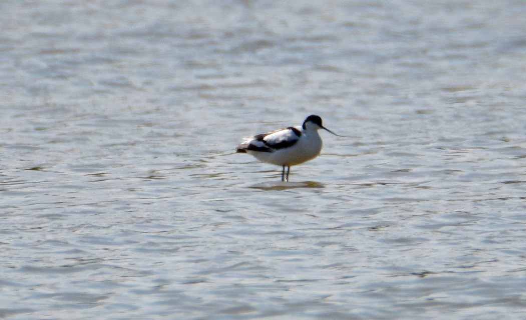 Pied Avocet