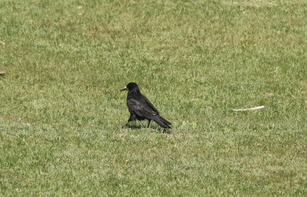Rook