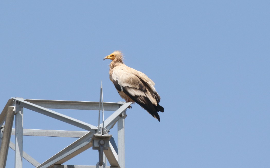 Egyptian Vulture
