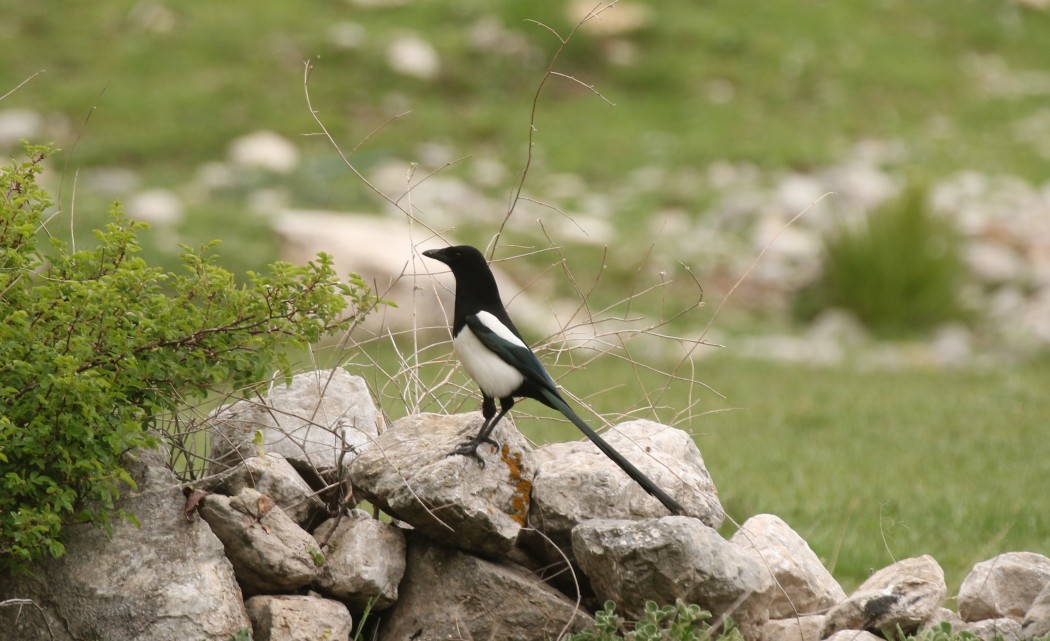Eurasian Magpie