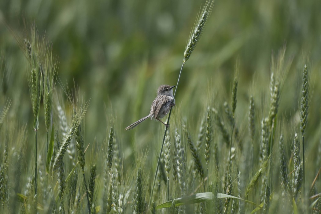 Delicate prinia
