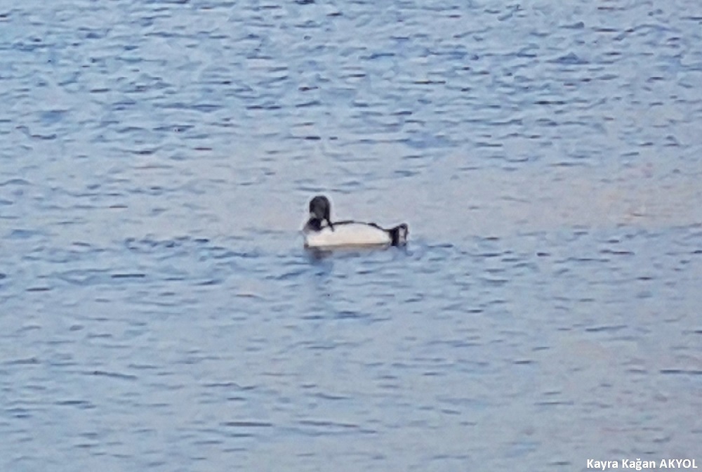 Black-throated Loon
