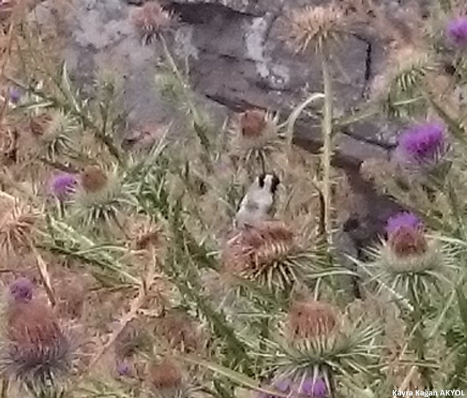 European Goldfinch