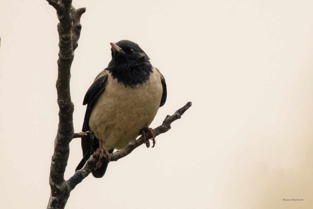 Rosy Starling