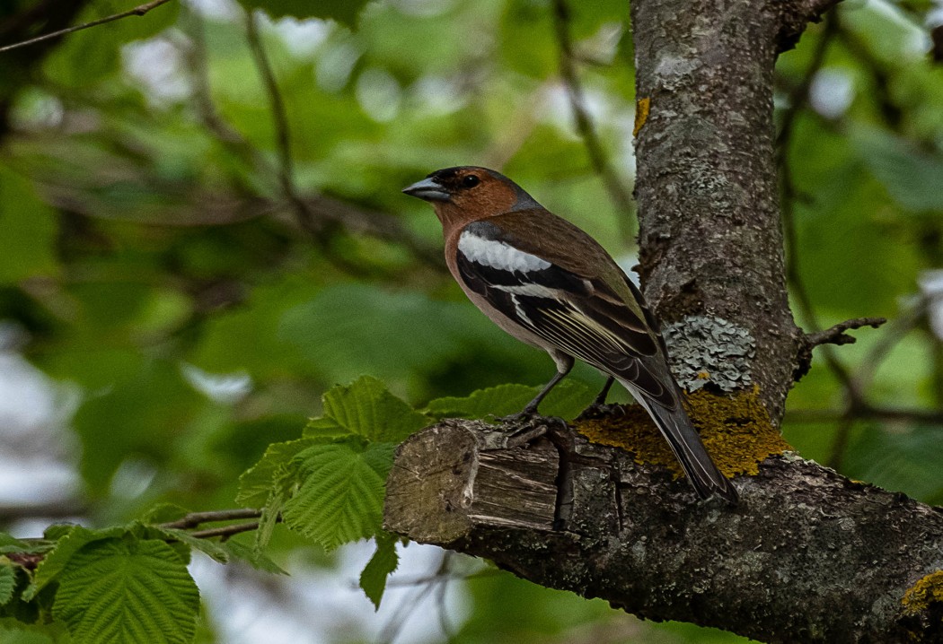 Common Chaffinch