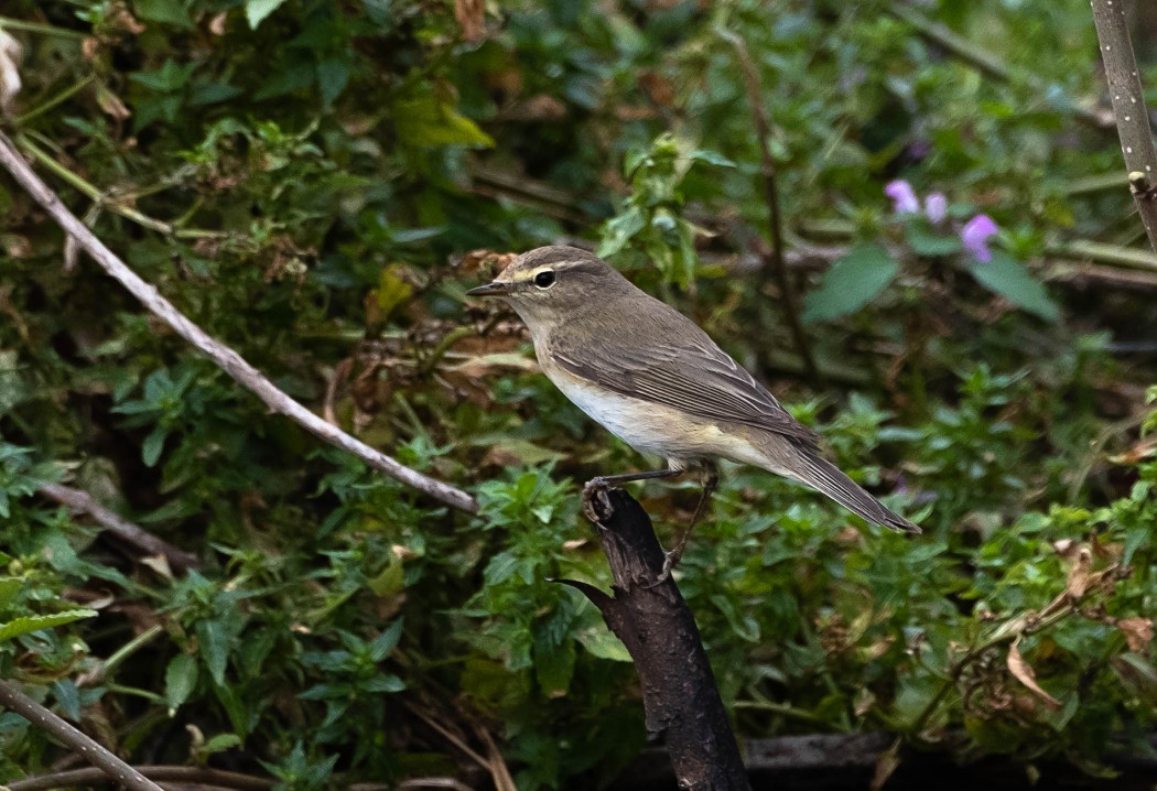 Mountain Chiffchaff