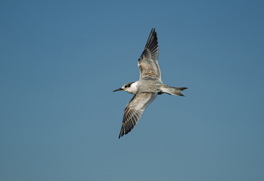 Sandwich Tern