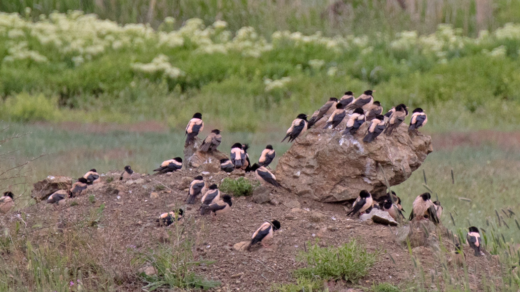 Rosy Starling