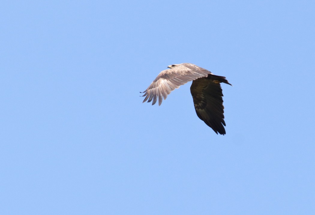 Lesser Spotted Eagle