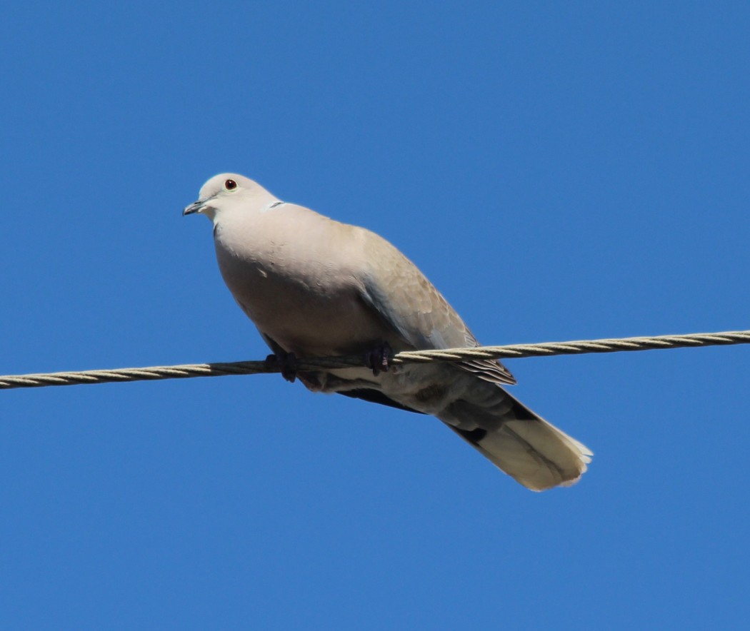 Eurasian Collared Dove