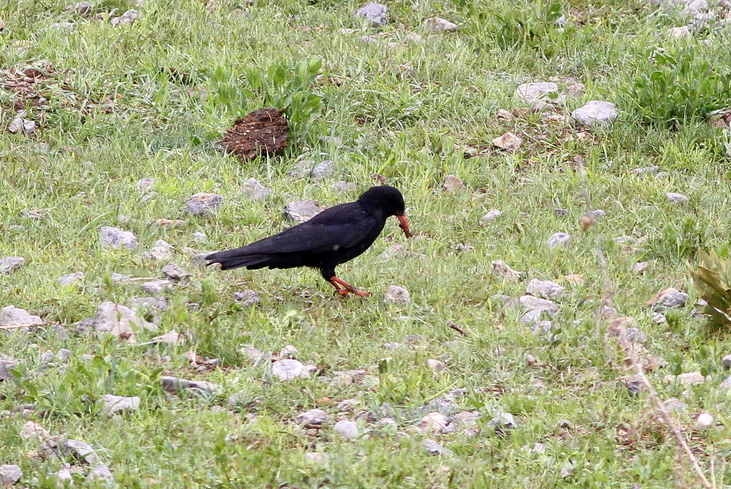 Red-billed Chough