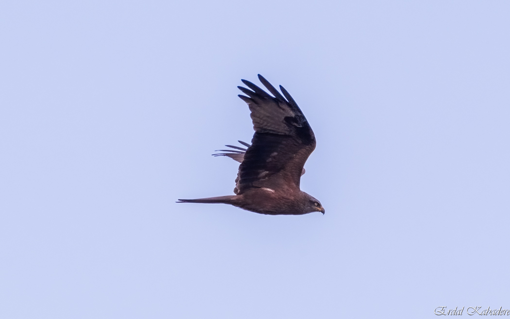 Black Kite