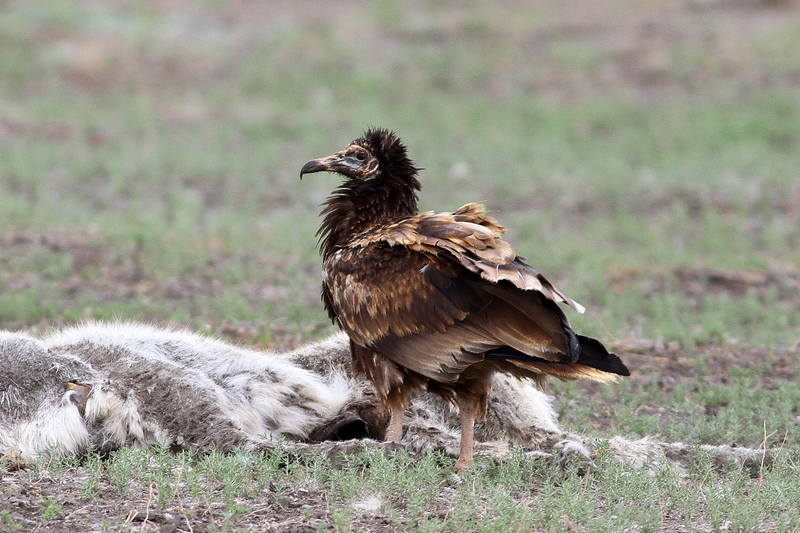 Egyptian Vulture