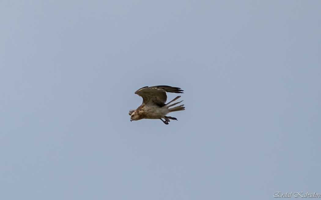 Short-toed Snake Eagle