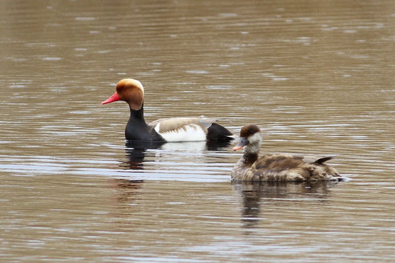 Red-crested Pochard