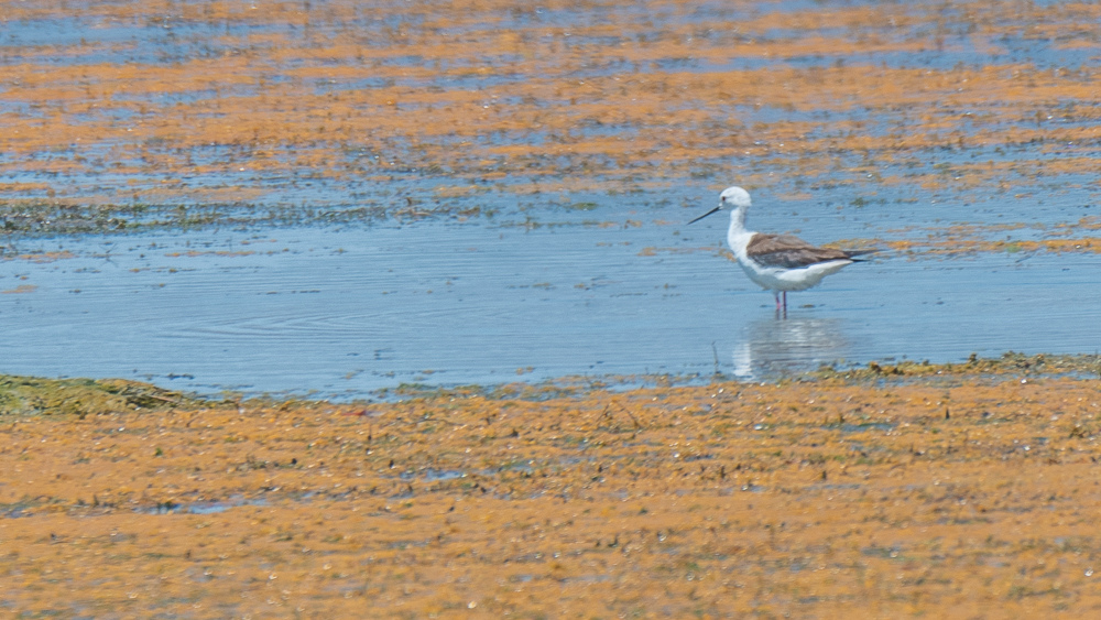 Black-winged Stilt