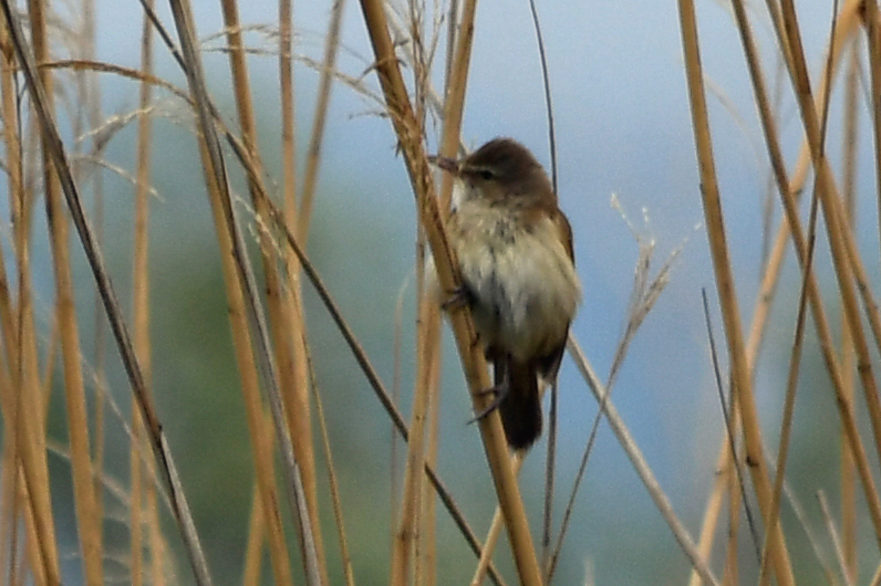 Great Reed Warbler
