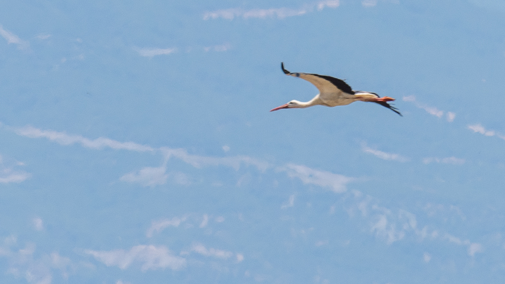 White Stork