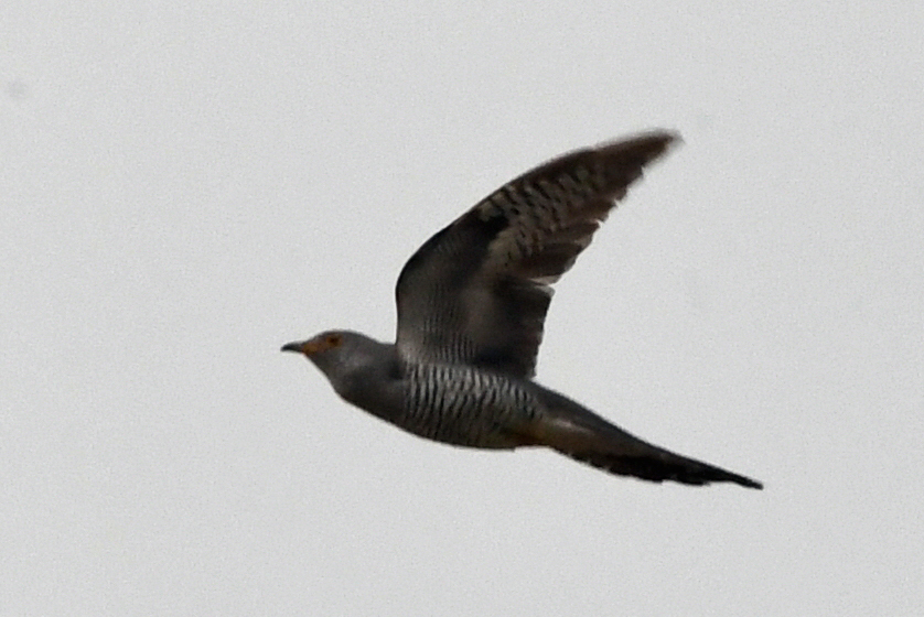 Common Cuckoo