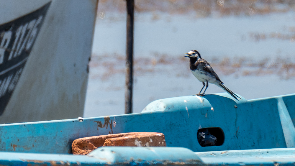 White Wagtail