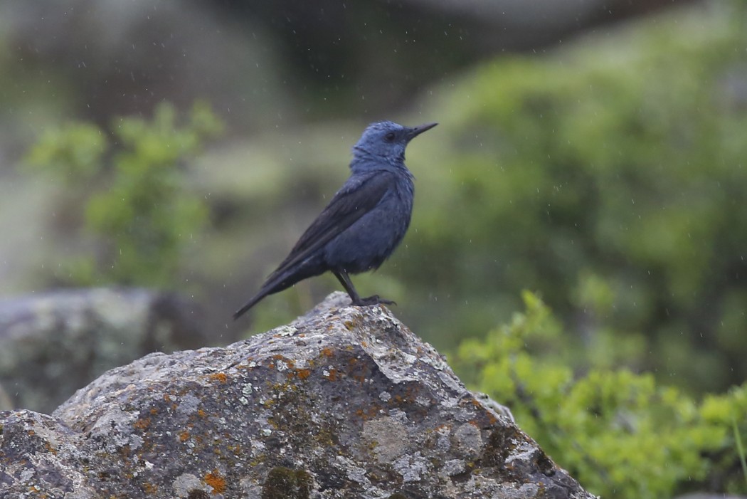 Blue Rock Thrush