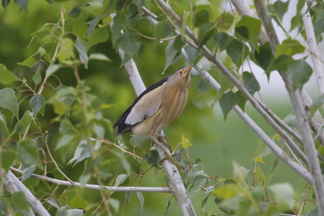 Little Bittern