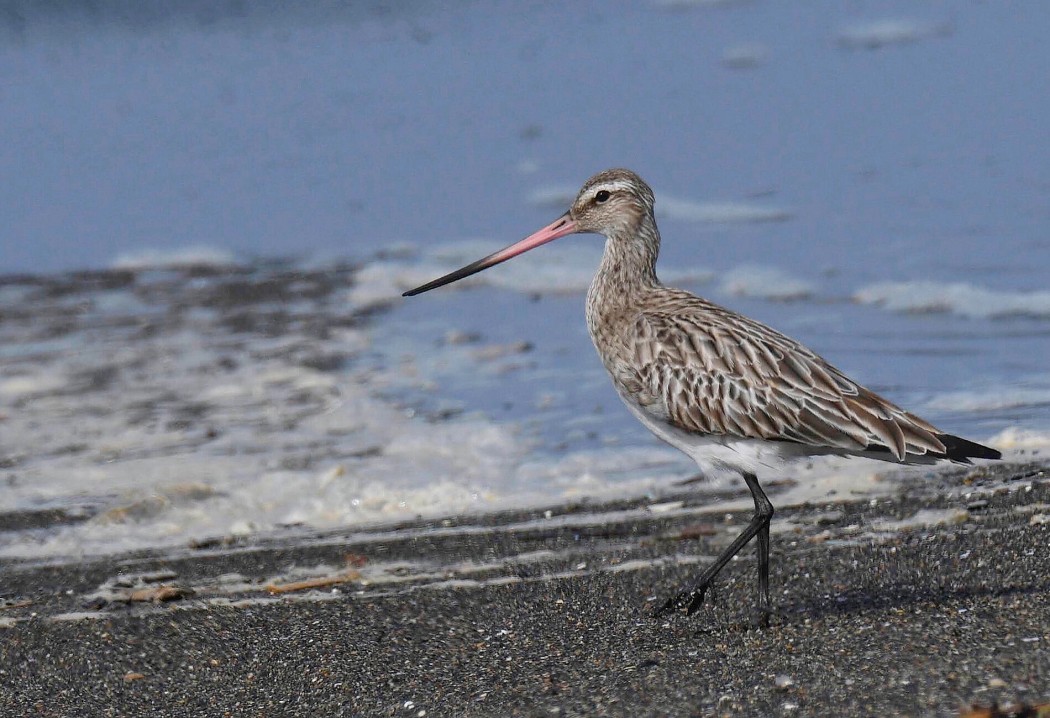 Bar-tailed Godwit