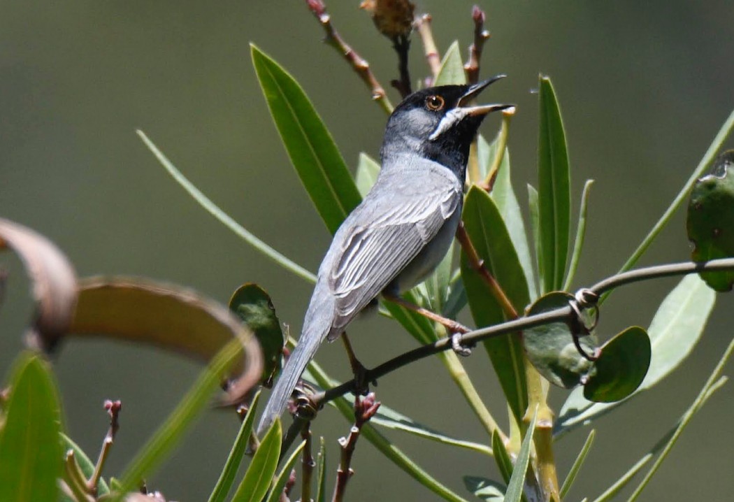 Rüppell`s Warbler