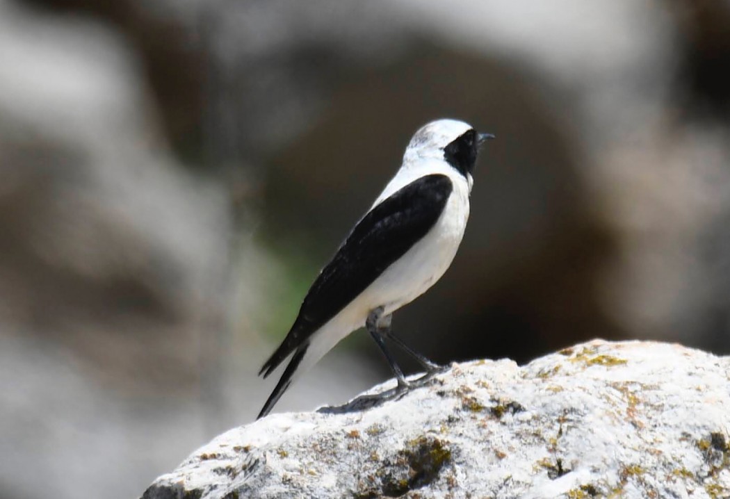 Black-eared Wheatear