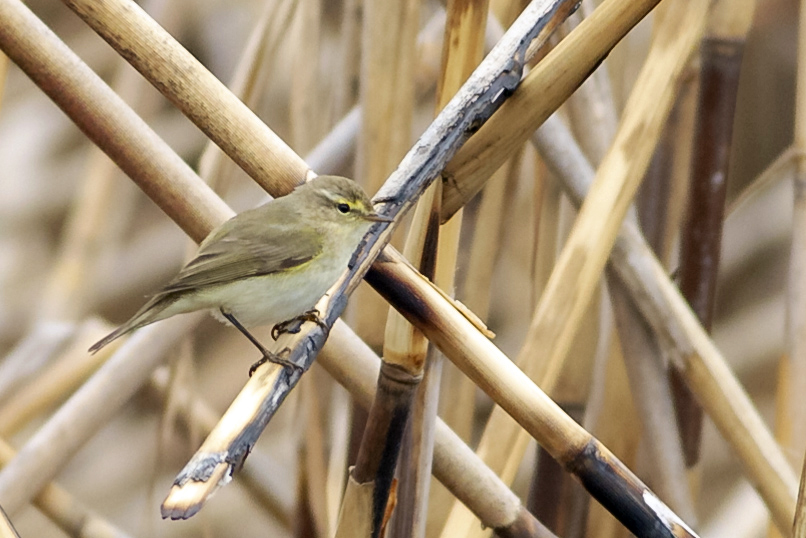Common Chiffchaff