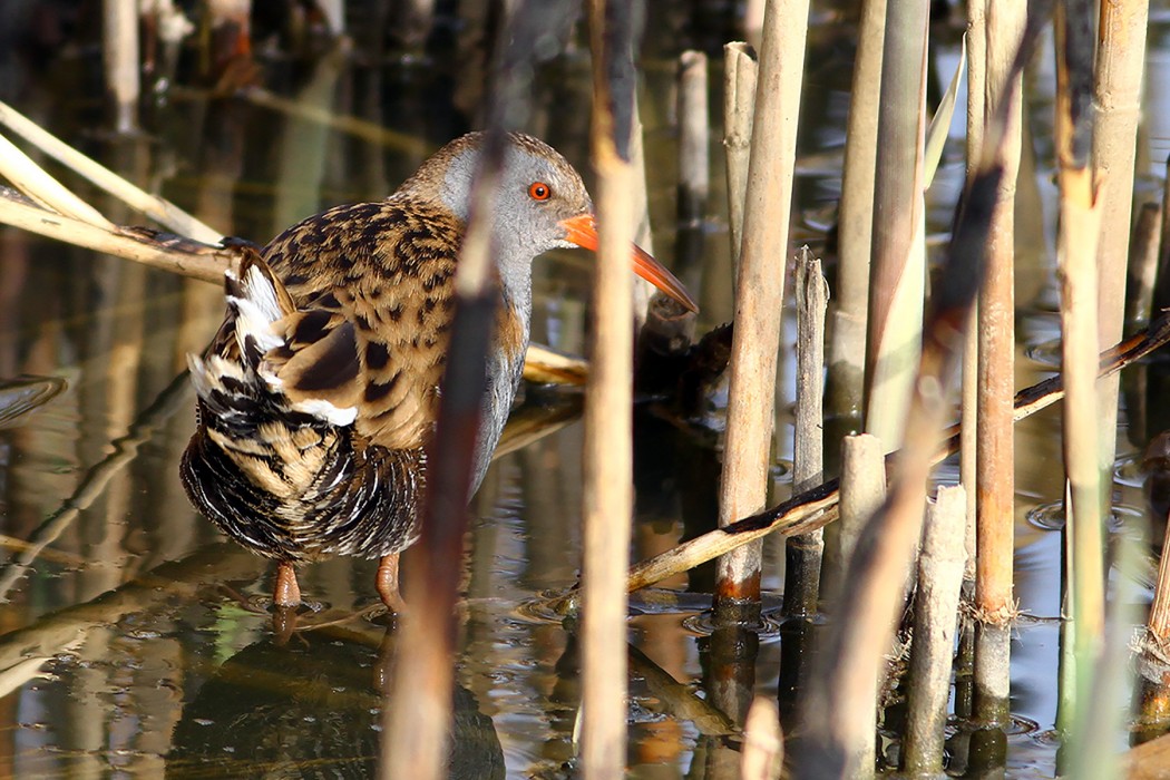 Water Rail