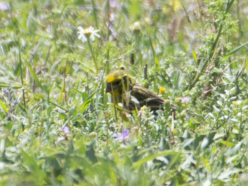 European Serin