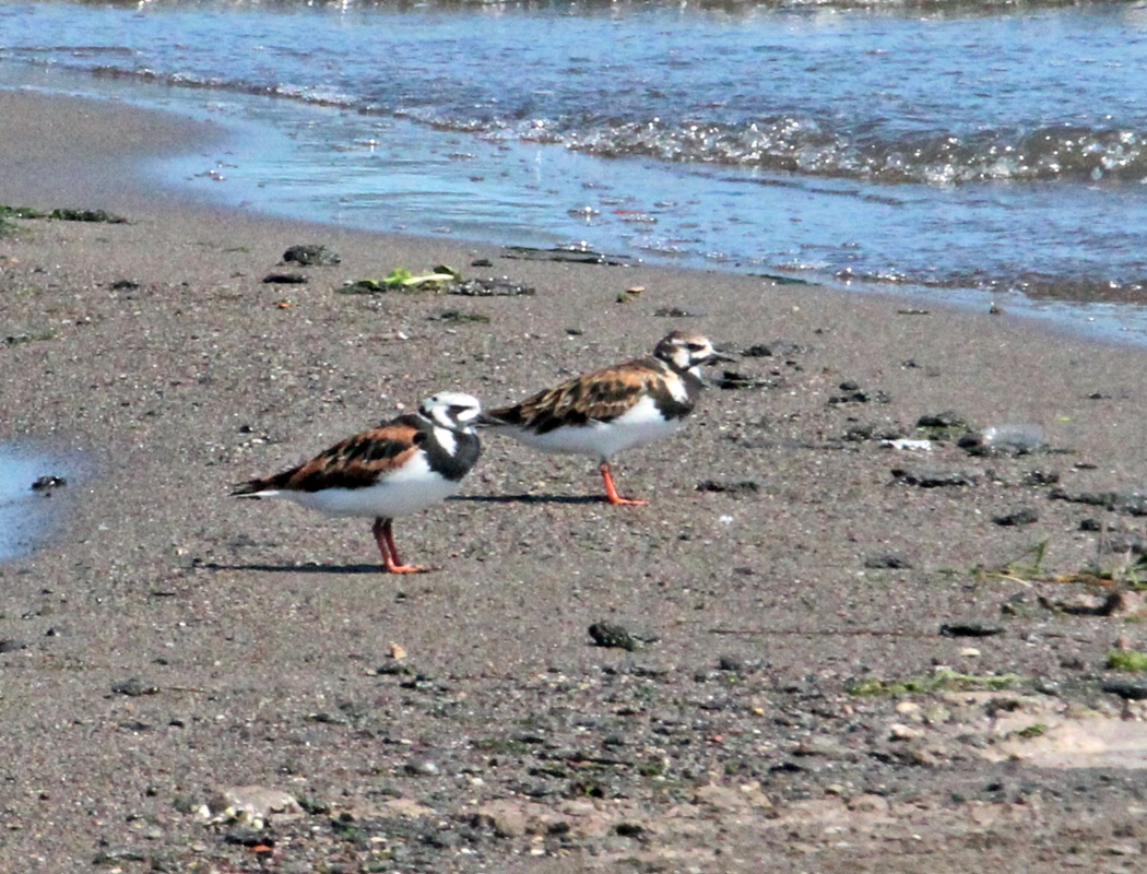 Ruddy Turnstone