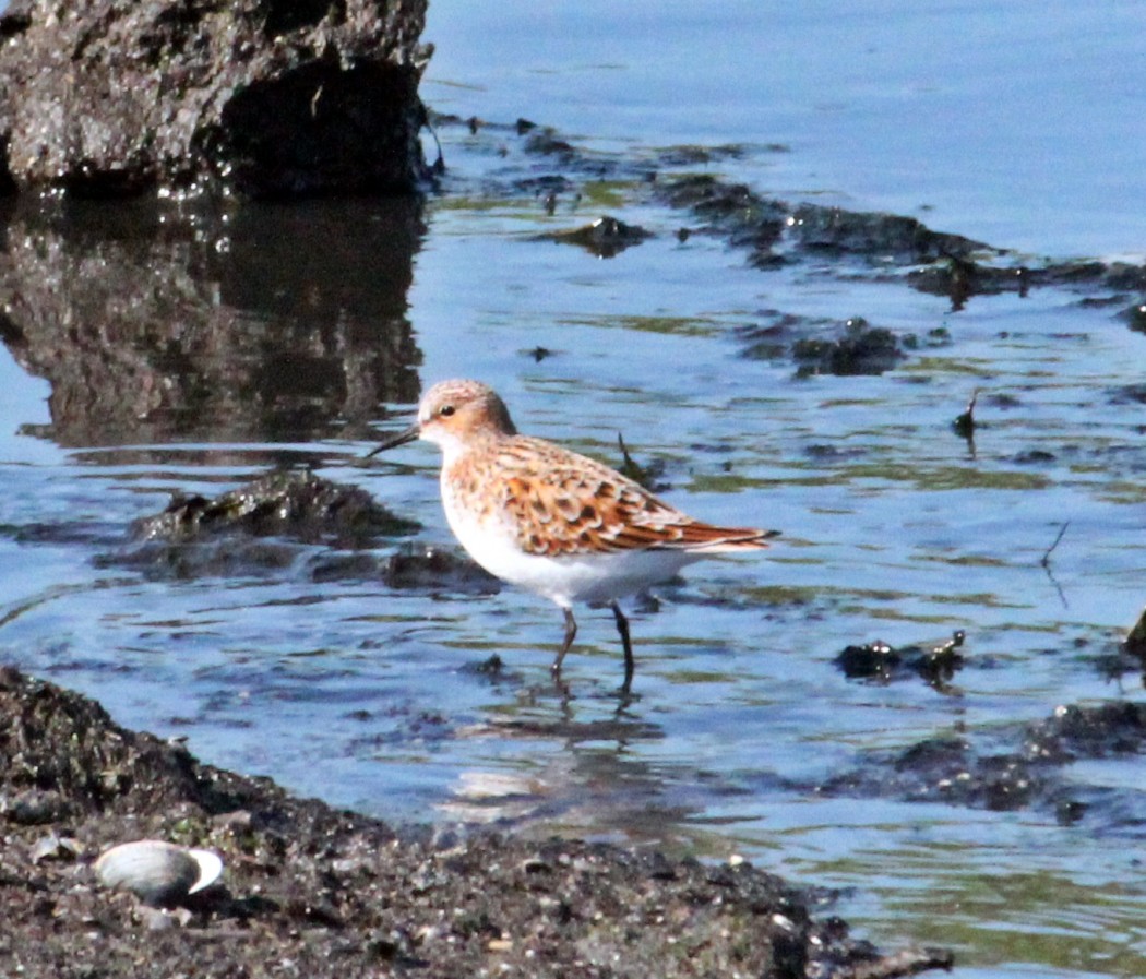 Little Stint