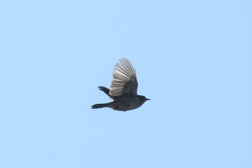 Zitting Cisticola