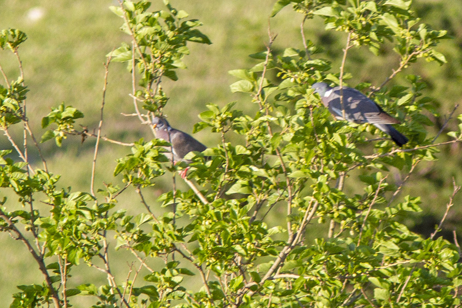Common Wood Pigeon