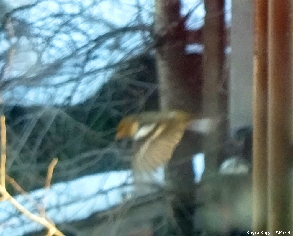 Common Chaffinch