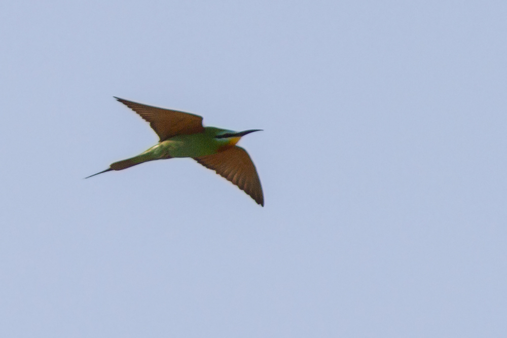Blue-cheeked Bee-eater