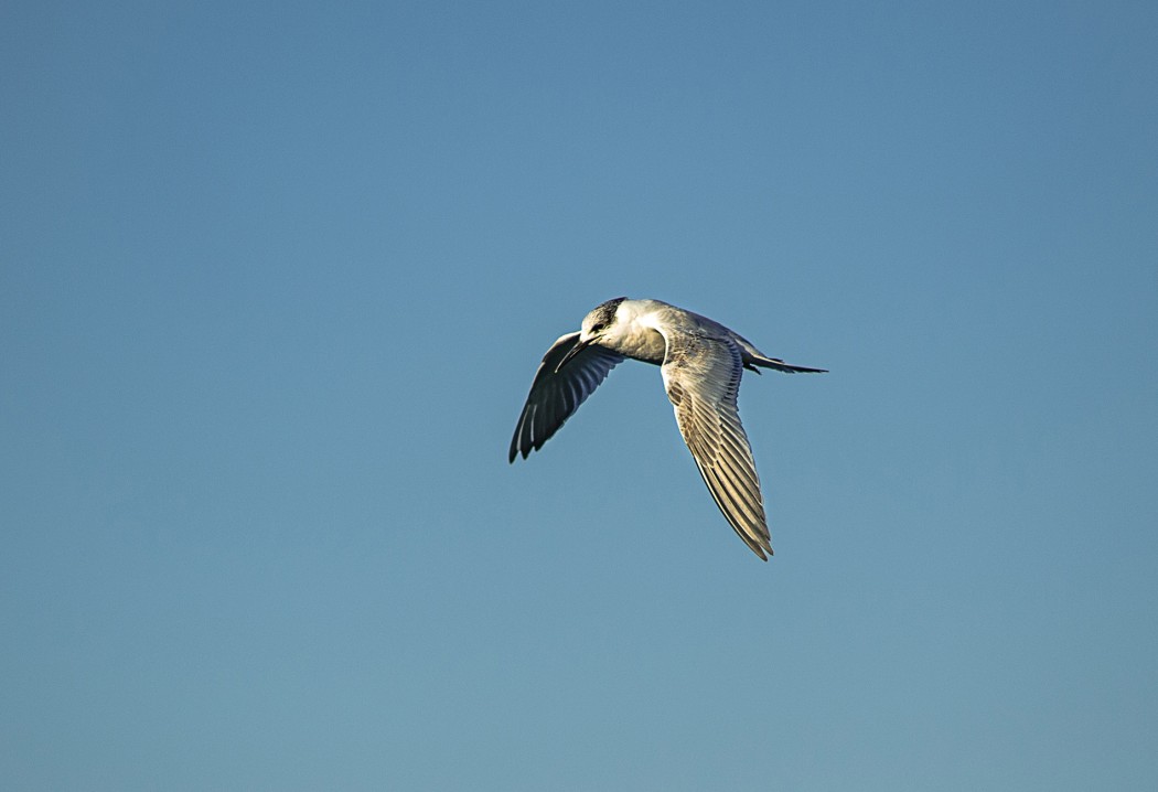 Sandwich Tern
