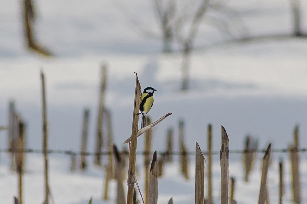 Great Tit