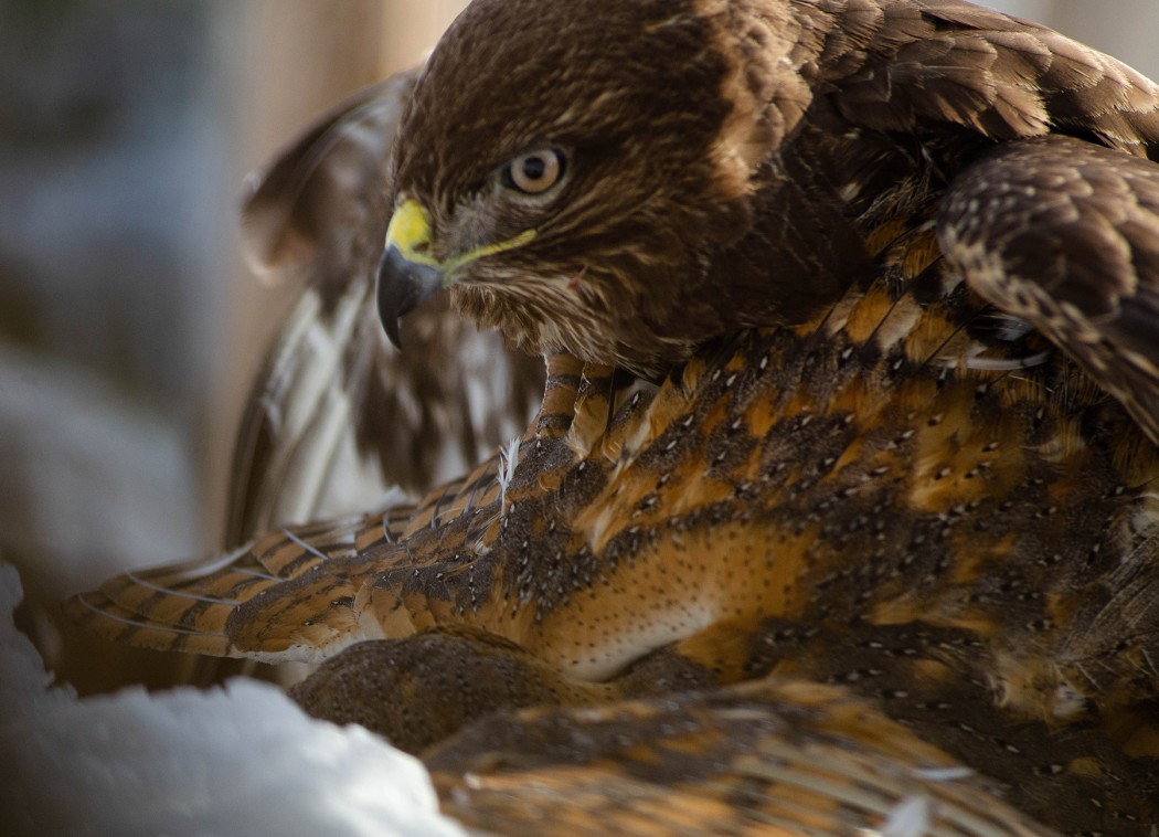 Common Buzzard