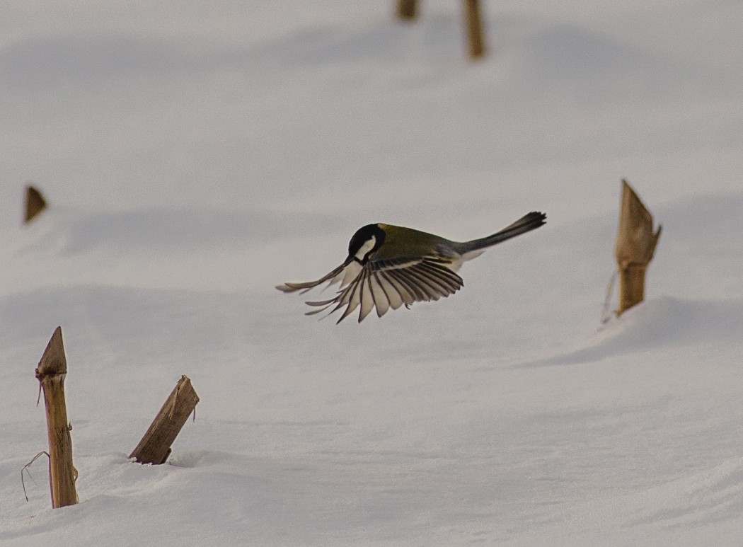 Great Tit