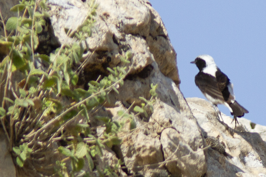 Finsch`s Wheatear