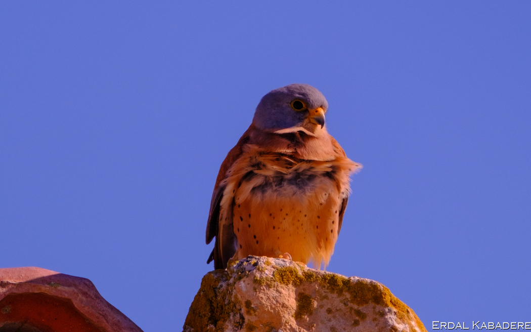 Lesser Kestrel