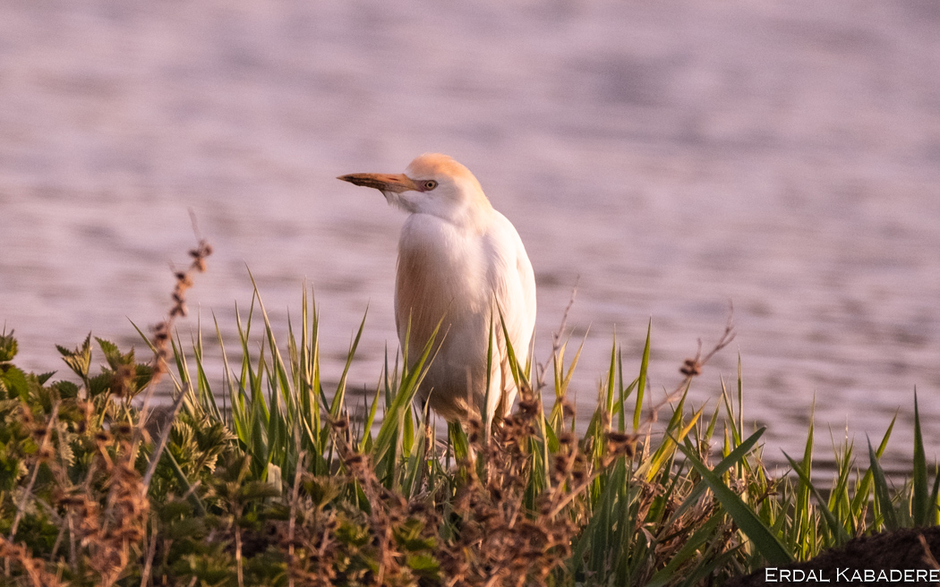 Western Cattle Egret