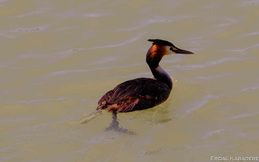 Great Crested Grebe