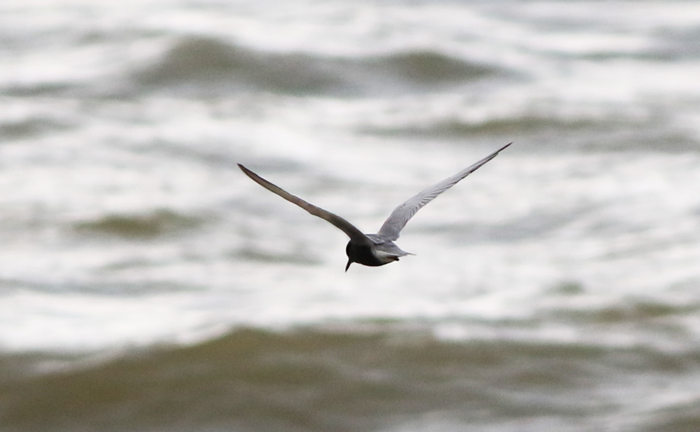 Black Tern