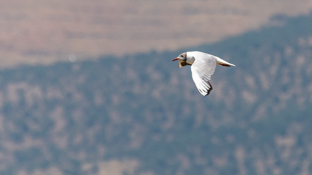 Black-headed Gull