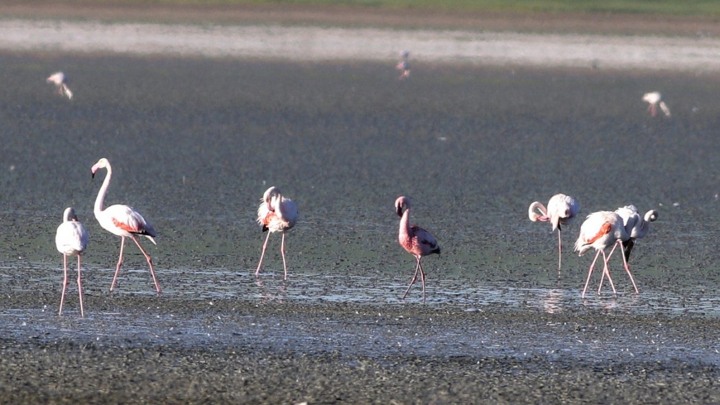 Küçük Flamingo