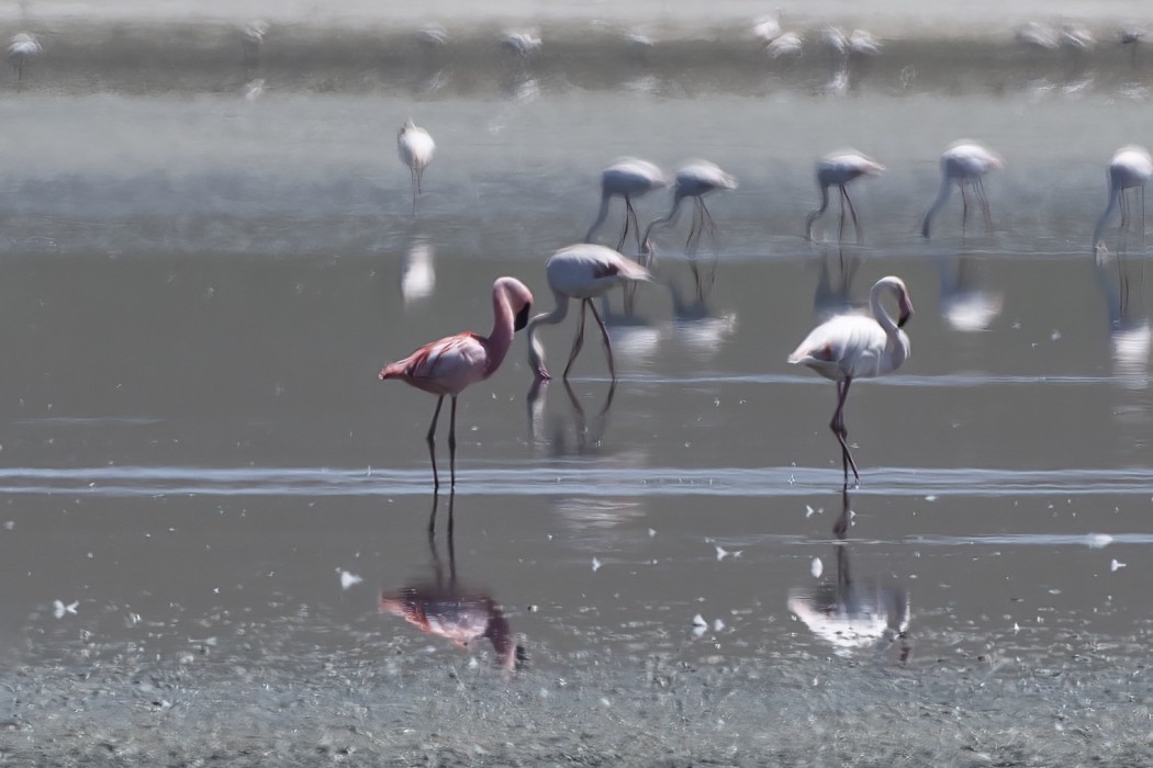 Küçük Flamingo